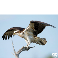 گونه عقاب ماهیگیر Osprey